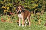 SALUKI 098